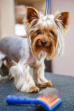 Picture of beautiful yorkie dog at mobile dog grooming 