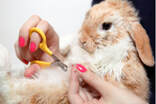 Picture of cute bunny with pet groomer in Miami, FL